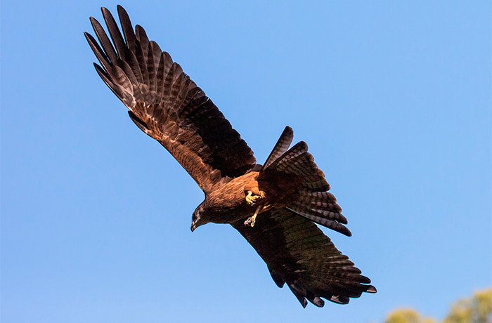 Aguila en vuelo en Tierra rapaz Calahorra La Rioja